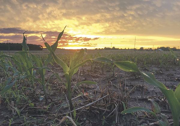 Knee-high by Fourth of July?